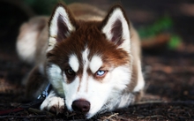 animals dogs husky 3780x2553 wallpaper 